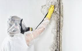 Environmental Consulting for Mold Prevention in South Chicago Heights, IL